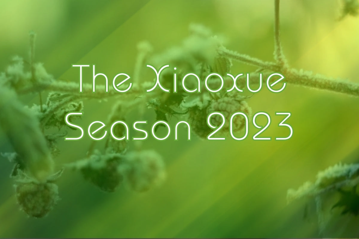 The Xiaoxue Season 2023: What Herbs to Use & Why?